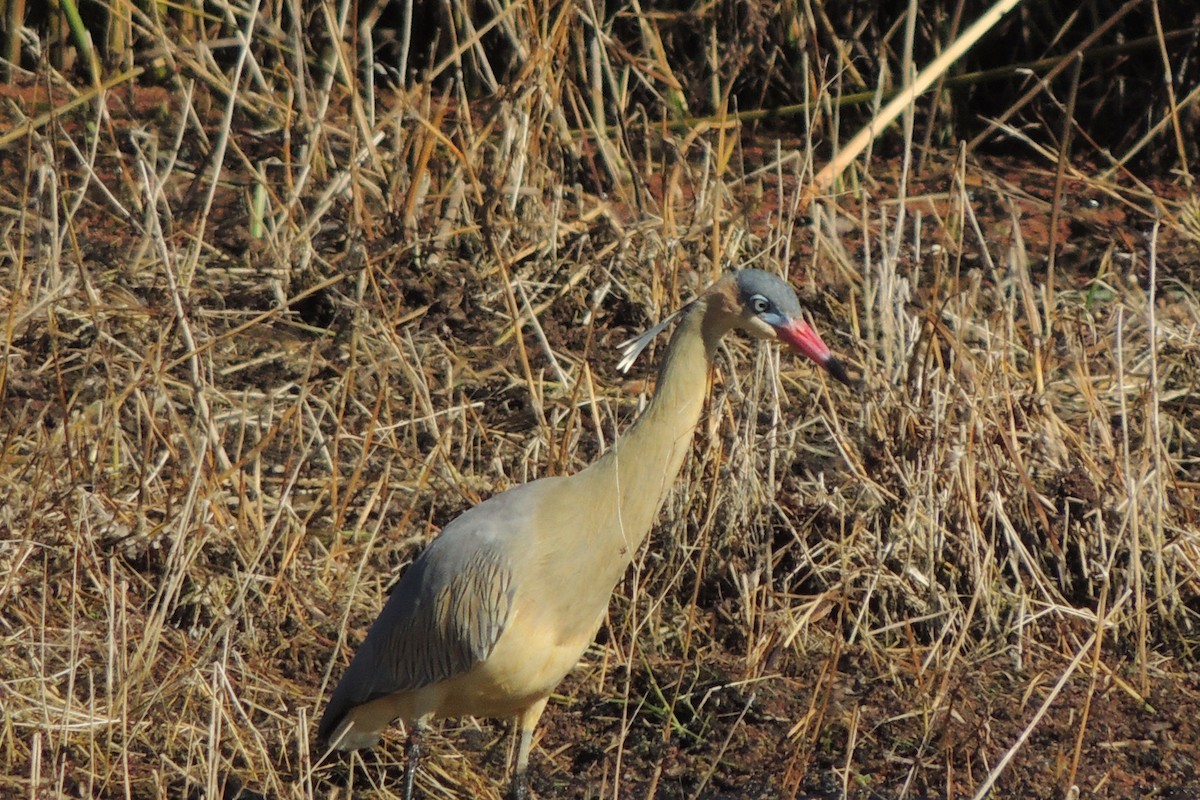 Whistling Heron - ML638879668