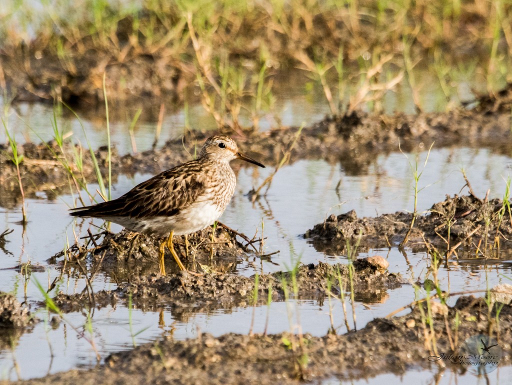 Graubrust-Strandläufer - ML638879703
