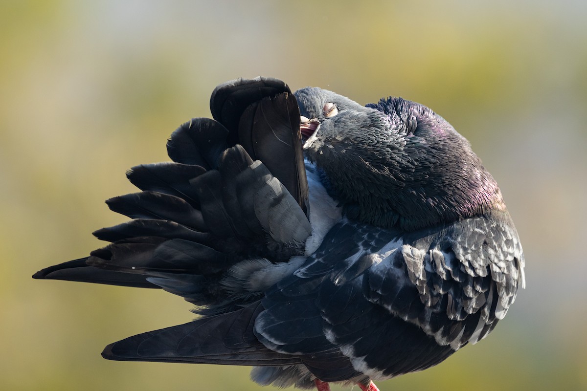 Rock Pigeon (Feral Pigeon) - Ariel Cabrera Foix