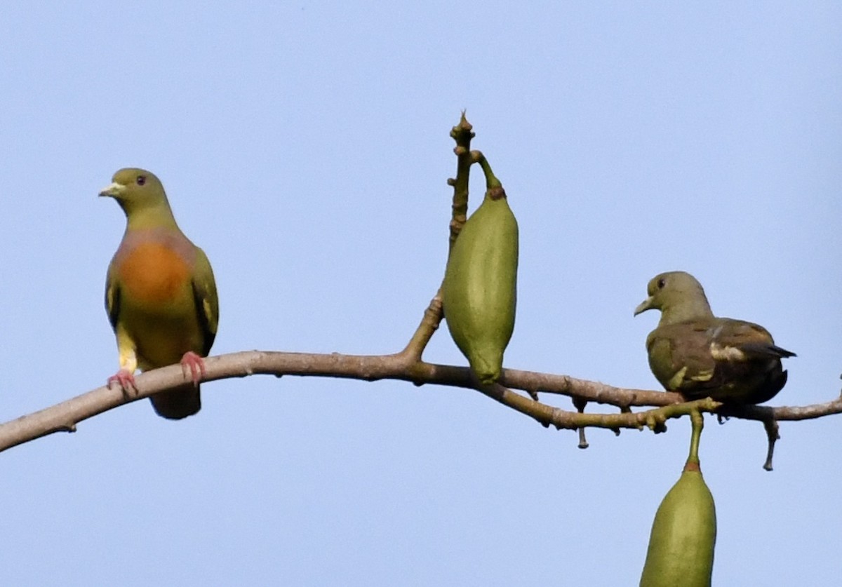 Orange-breasted Green-Pigeon - ML638879797