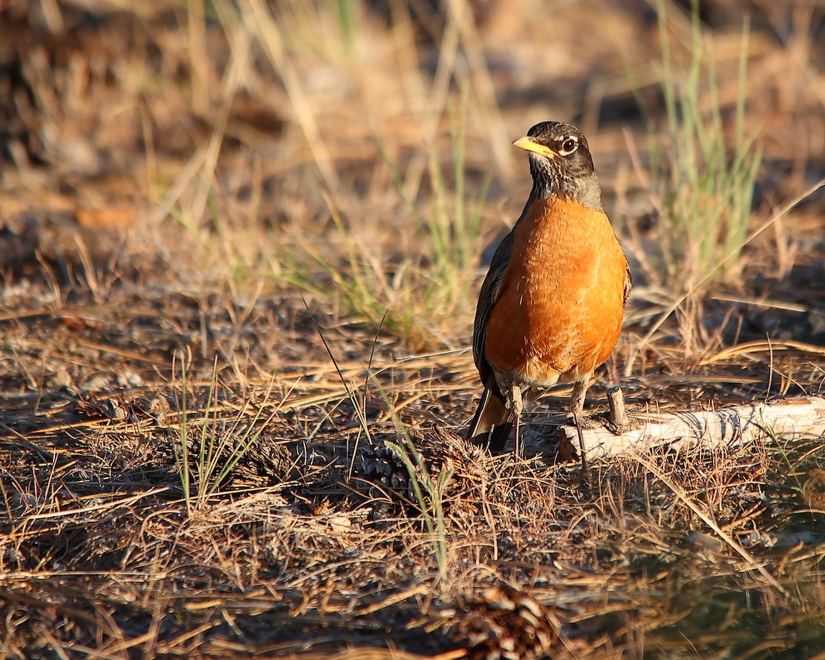 Zozo papargorria - ML638879830