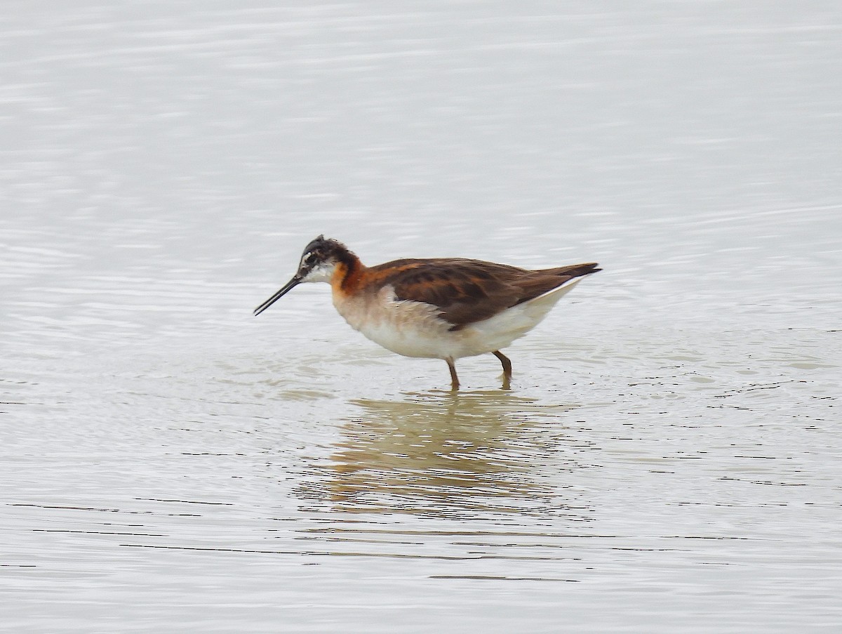 Wilson's Phalarope - ML638879831