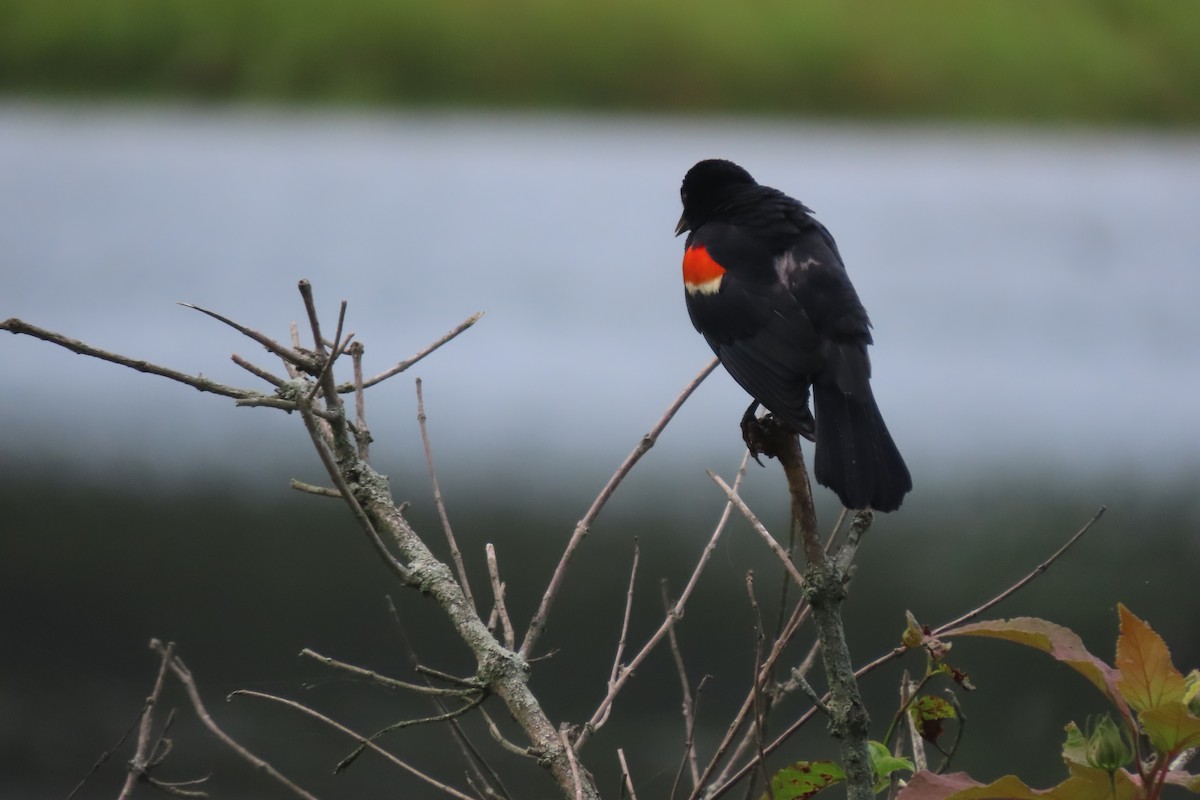 Red-winged Blackbird - ML638879846