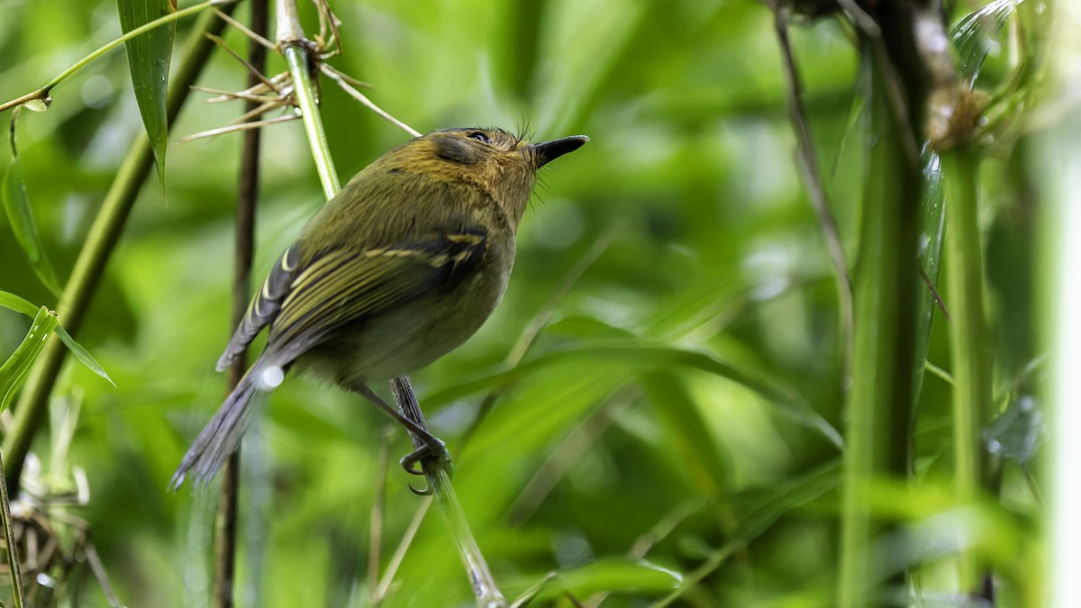 Ochre-faced Tody-Flycatcher - ML638879870