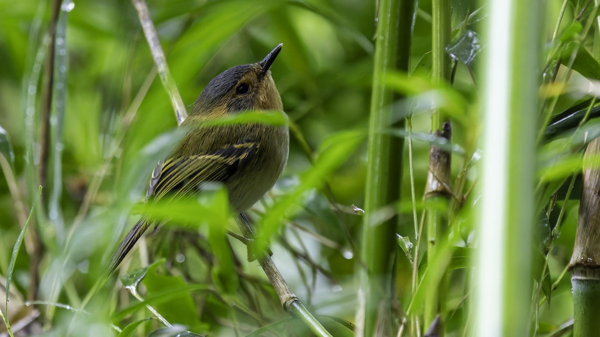 Ochre-faced Tody-Flycatcher - ML638879872