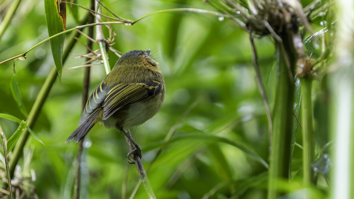 Ochre-faced Tody-Flycatcher - ML638879874