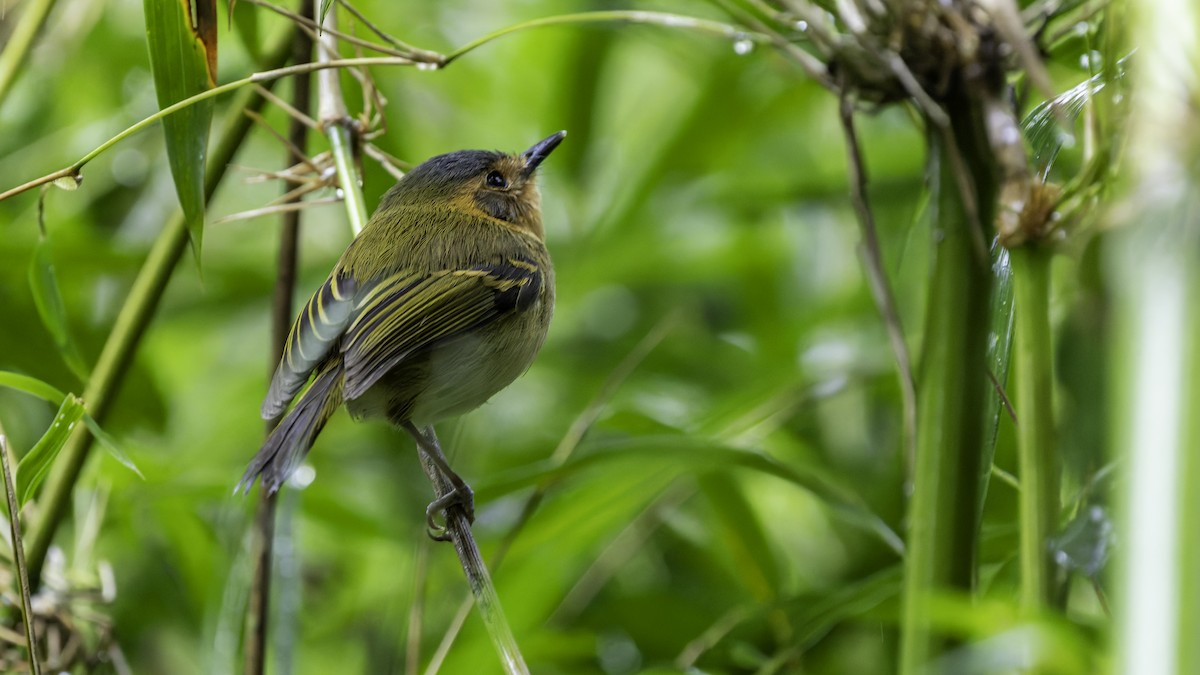 Ochre-faced Tody-Flycatcher - ML638879875