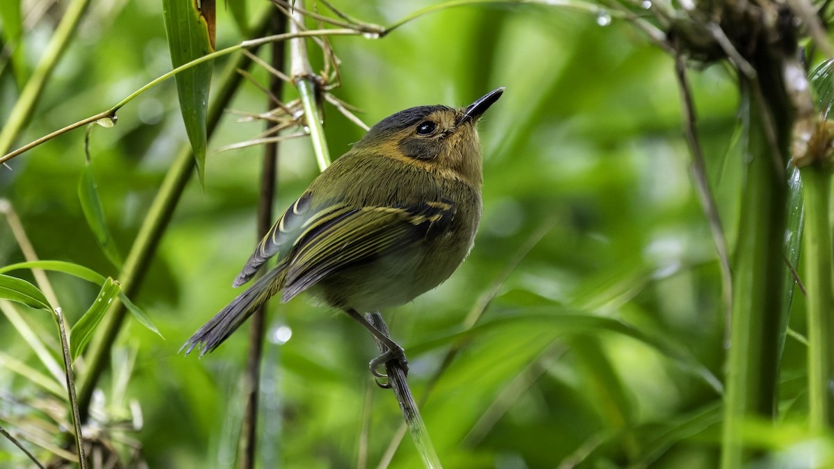 Ochre-faced Tody-Flycatcher - ML638879877