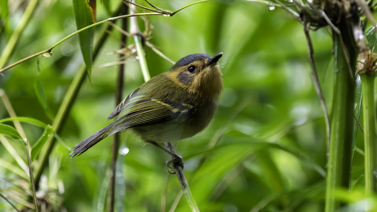 Ochre-faced Tody-Flycatcher - ML638879879