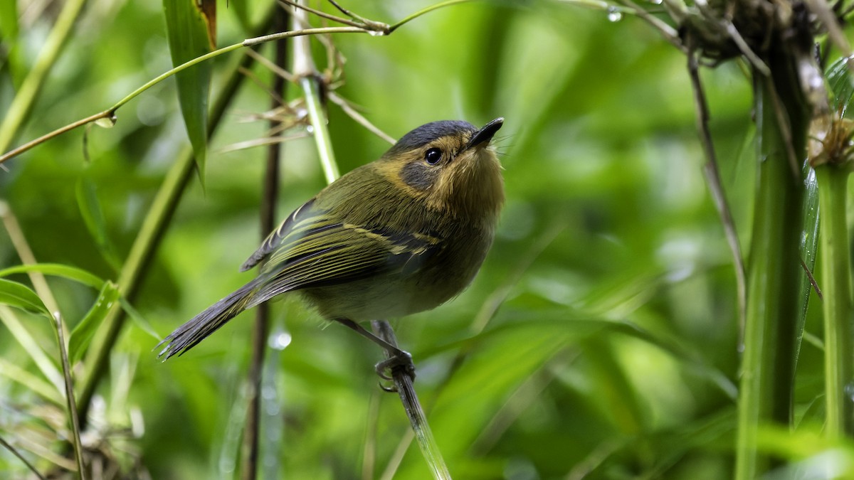 Ochre-faced Tody-Flycatcher - ML638879884