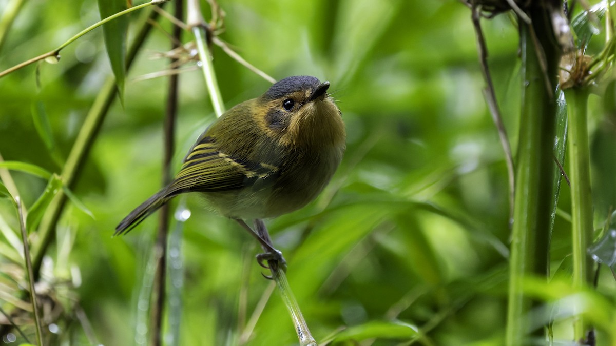 Ochre-faced Tody-Flycatcher - ML638879891