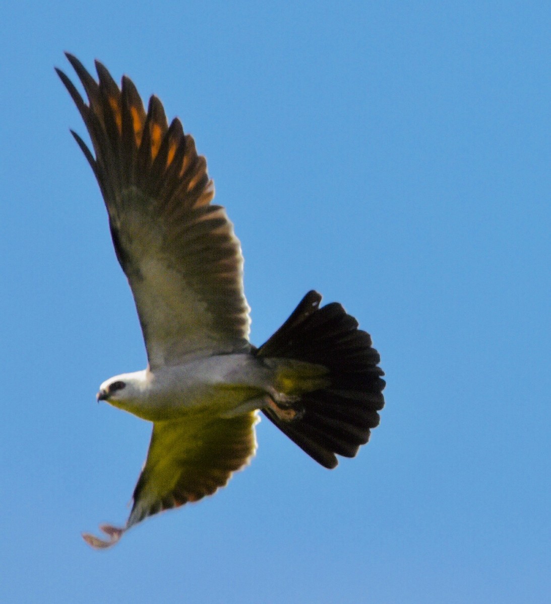 Mississippi Kite - ML638879905