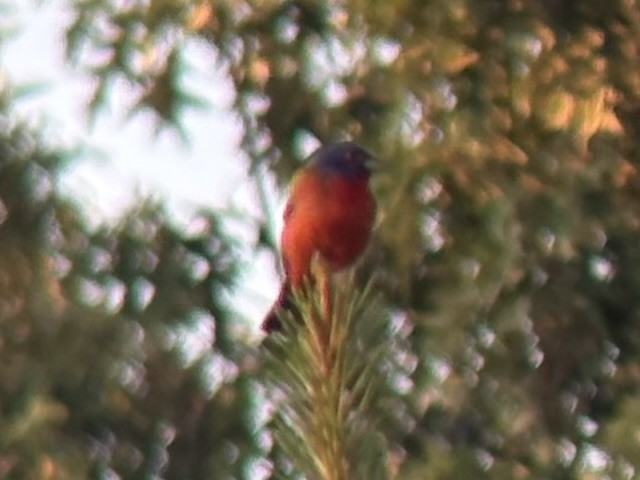 Painted Bunting - ML638879917