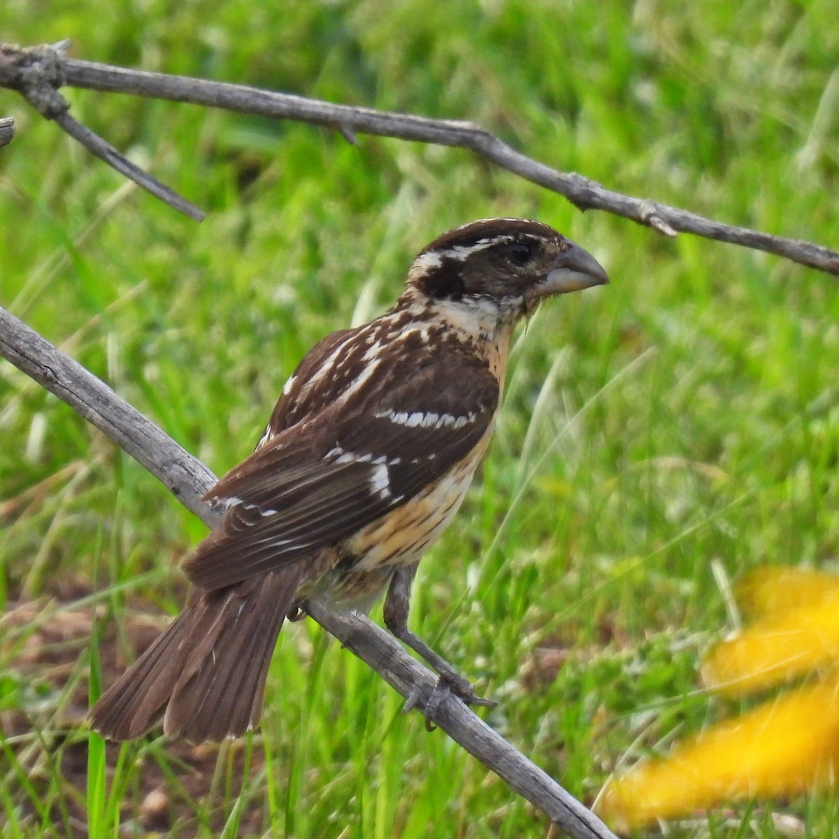 Black-headed Grosbeak - ML638879918