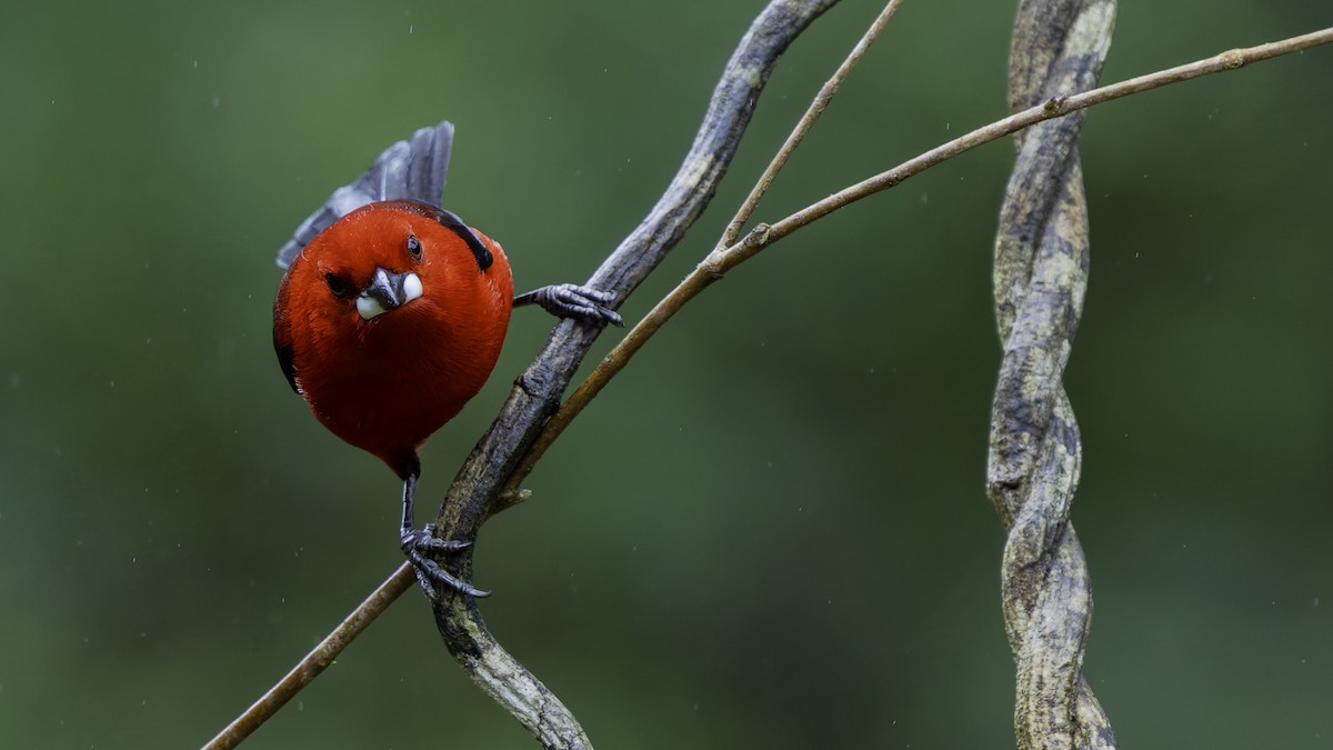 Brazilian Tanager - ML638879922
