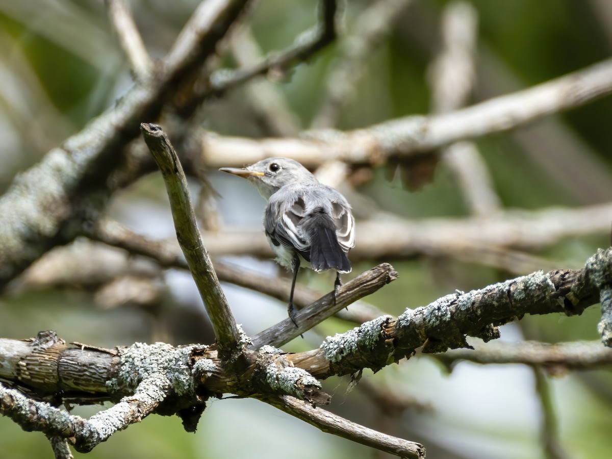 Blue-gray Gnatcatcher - ML638879928