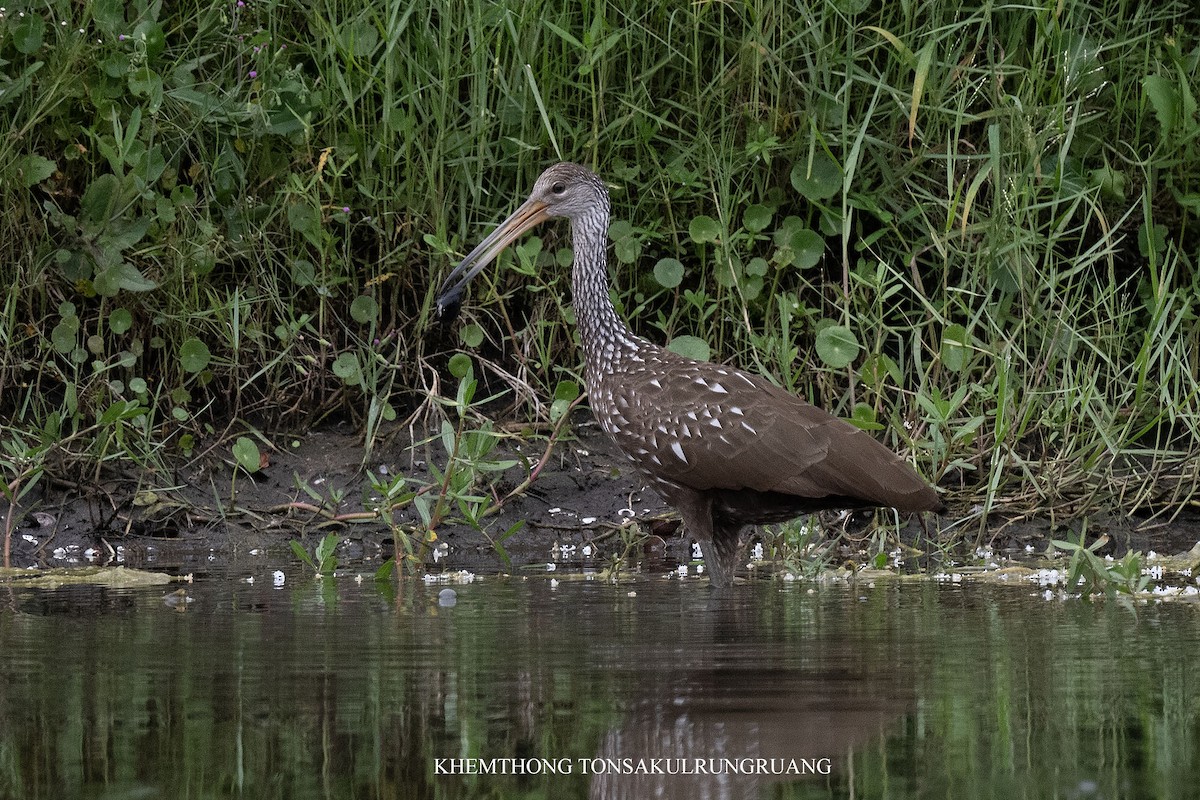 Limpkin (Speckled) - ML638879960