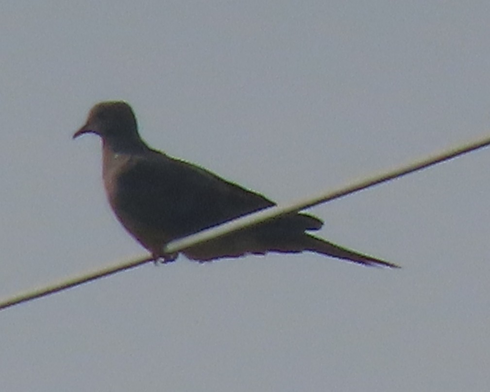 Mourning Dove - ML638879963