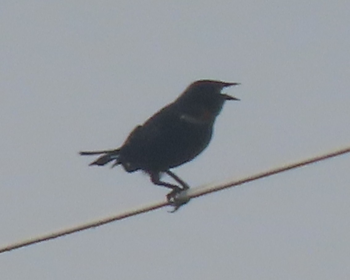 Red-winged Blackbird - ML638879965