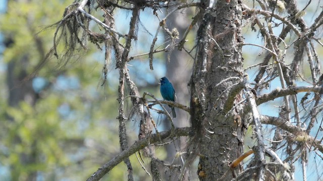 Indigo Bunting - ML638879992