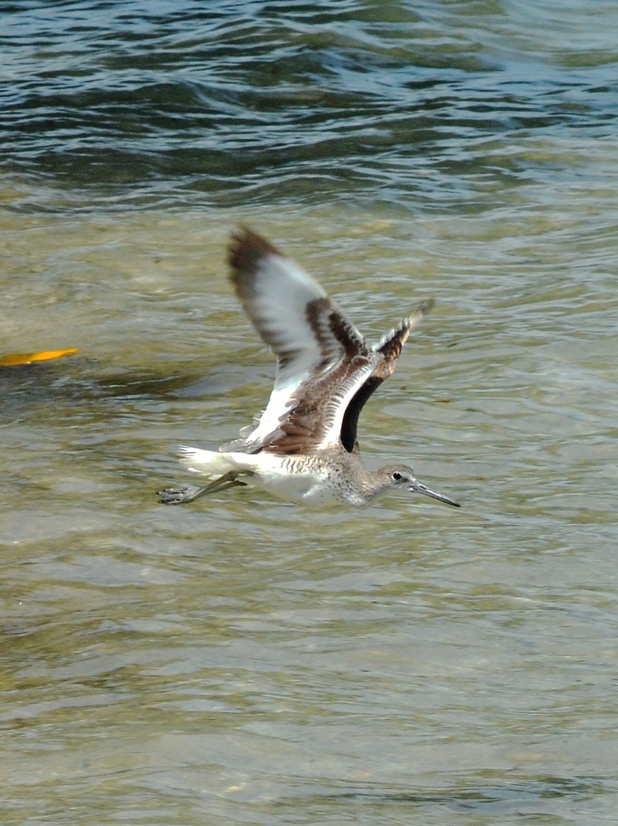 Willet - ML638879993