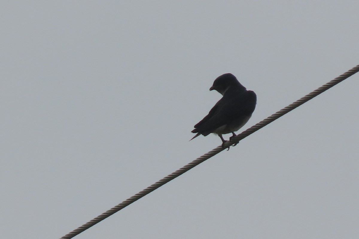 Purple Martin - ML638879995