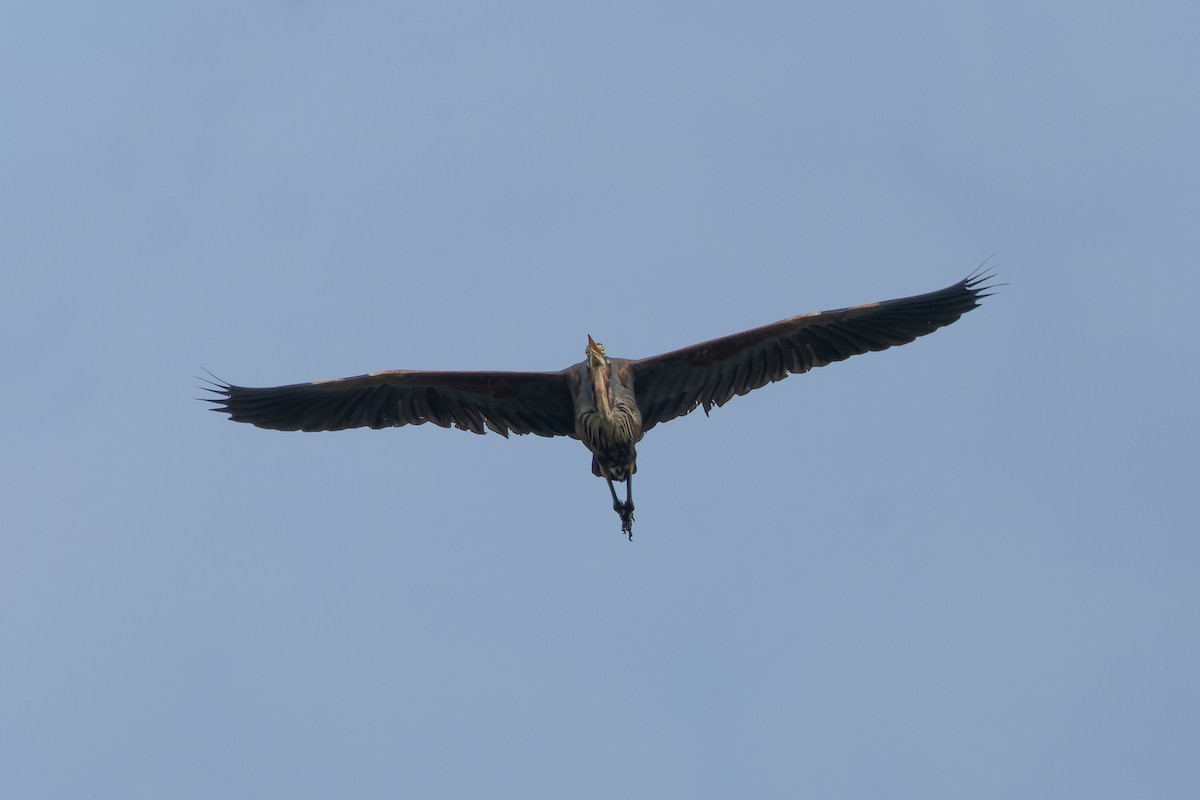 Purple Heron - ML638880006
