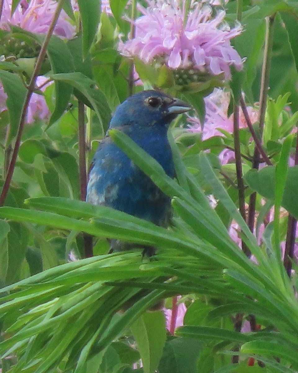 Indigo Bunting - ML638880013