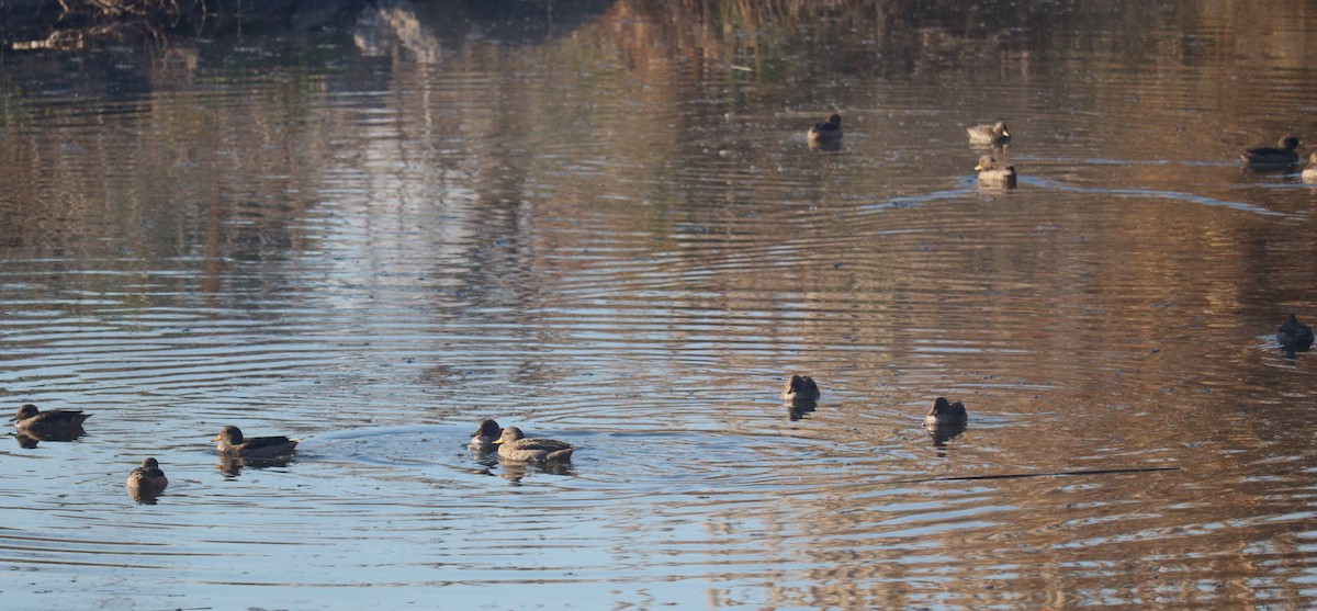Yellow-billed Teal - ML638880014