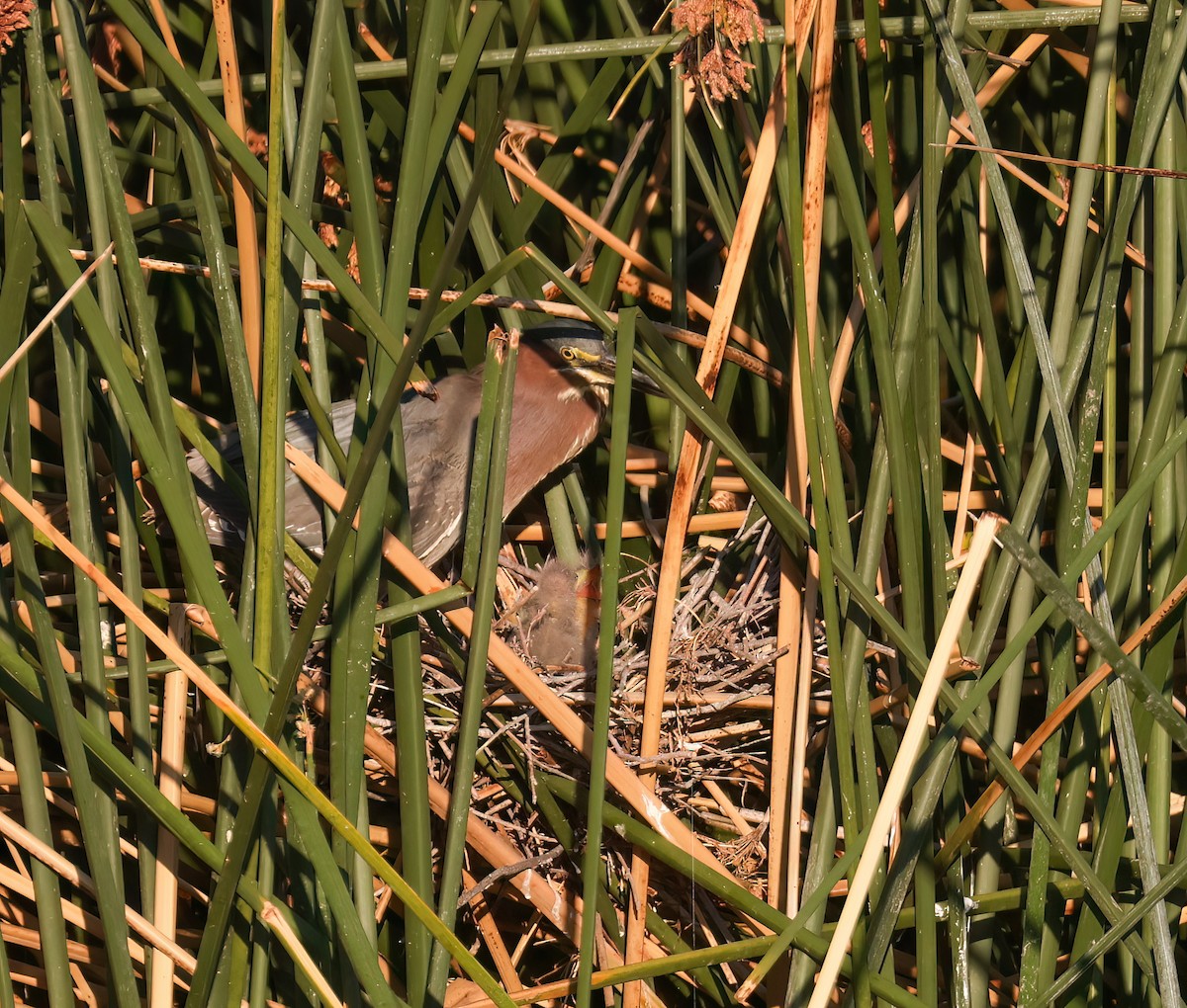 Green Heron - ML638880015