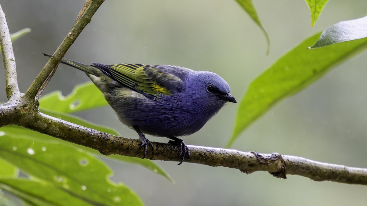Golden-chevroned Tanager - ML638880016