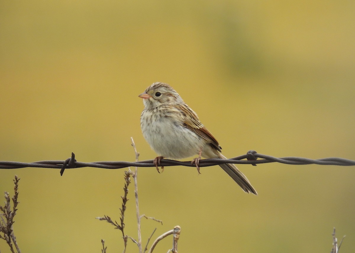 Brewer's Sparrow - ML638880017