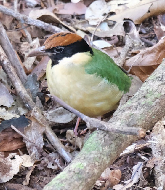 Noisy Pitta - ML638880018