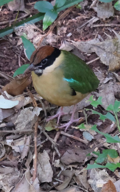 Noisy Pitta - ML638880019