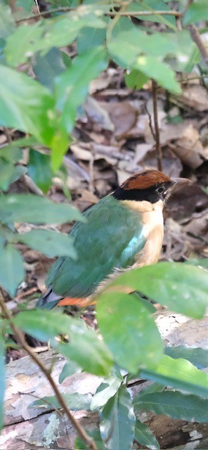 Noisy Pitta - ML638880020