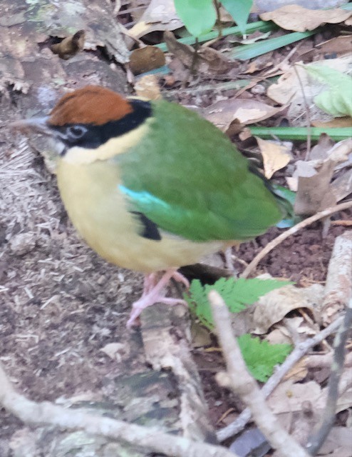 Noisy Pitta - ML638880021