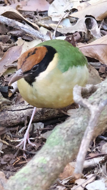 Noisy Pitta - ML638880023