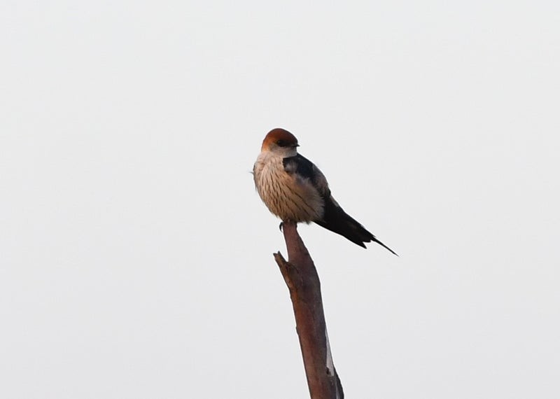 Greater Striped Swallow - ML638880027