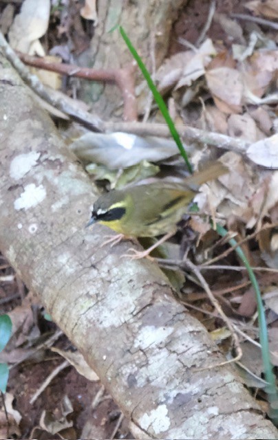 Yellow-throated Scrubwren - ML638880028