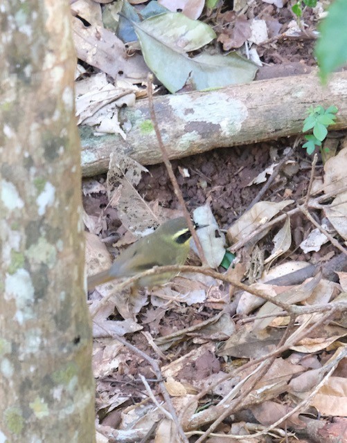 Yellow-throated Scrubwren - ML638880029