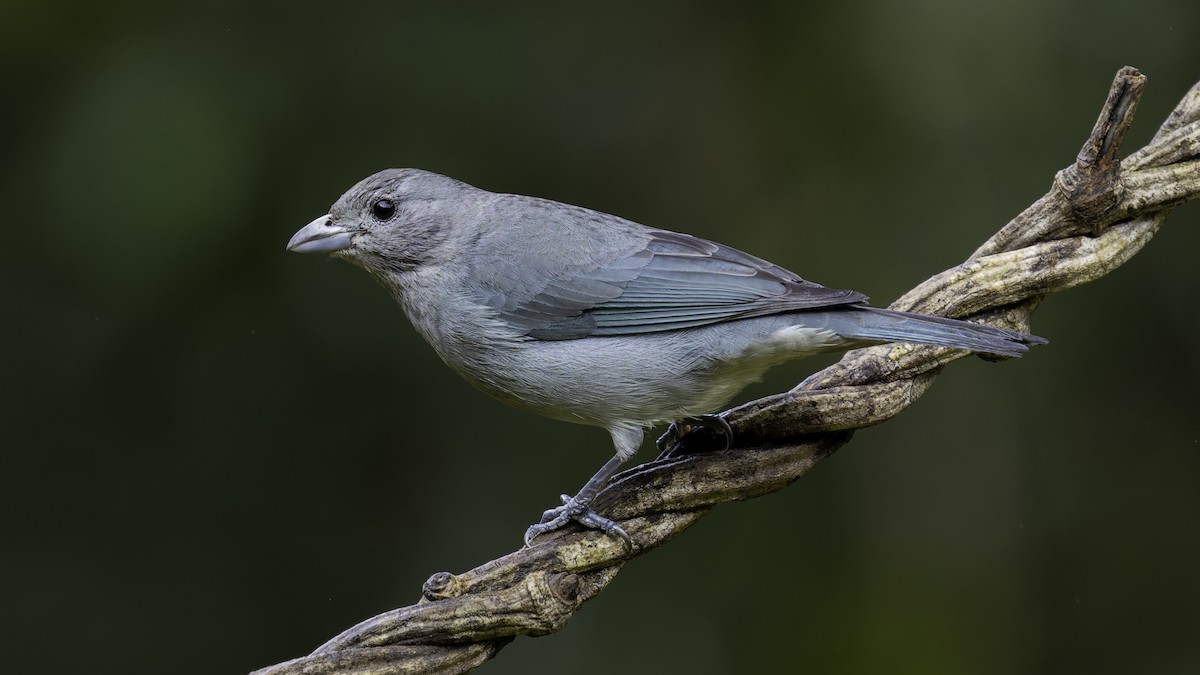 Sayaca Tanager - ML638880030