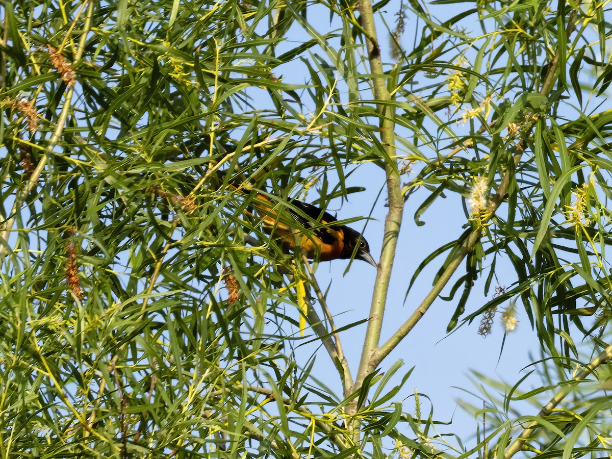 Baltimore Oriole - ML638880031