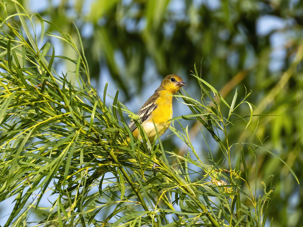 Baltimore Oriole - ML638880032