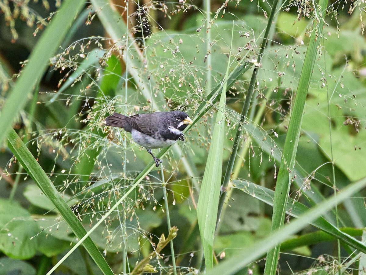 Double-collared Seedeater - ML638880033
