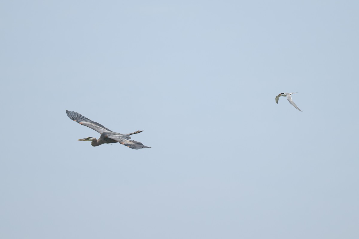 Great Blue Heron - ML638880034