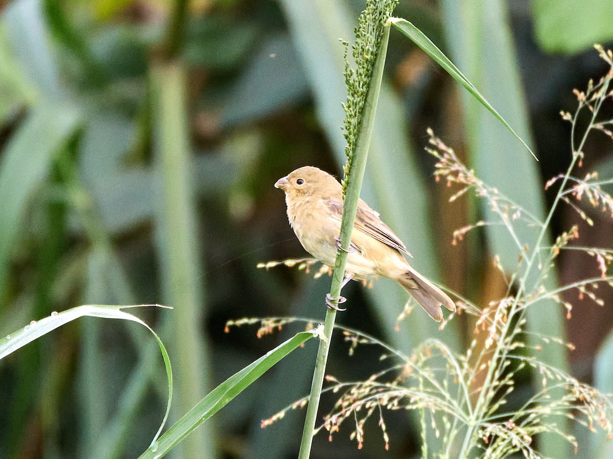 Chestnut-bellied Seedeater - ML638880036