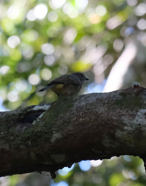 Golden Whistler - ML638880037