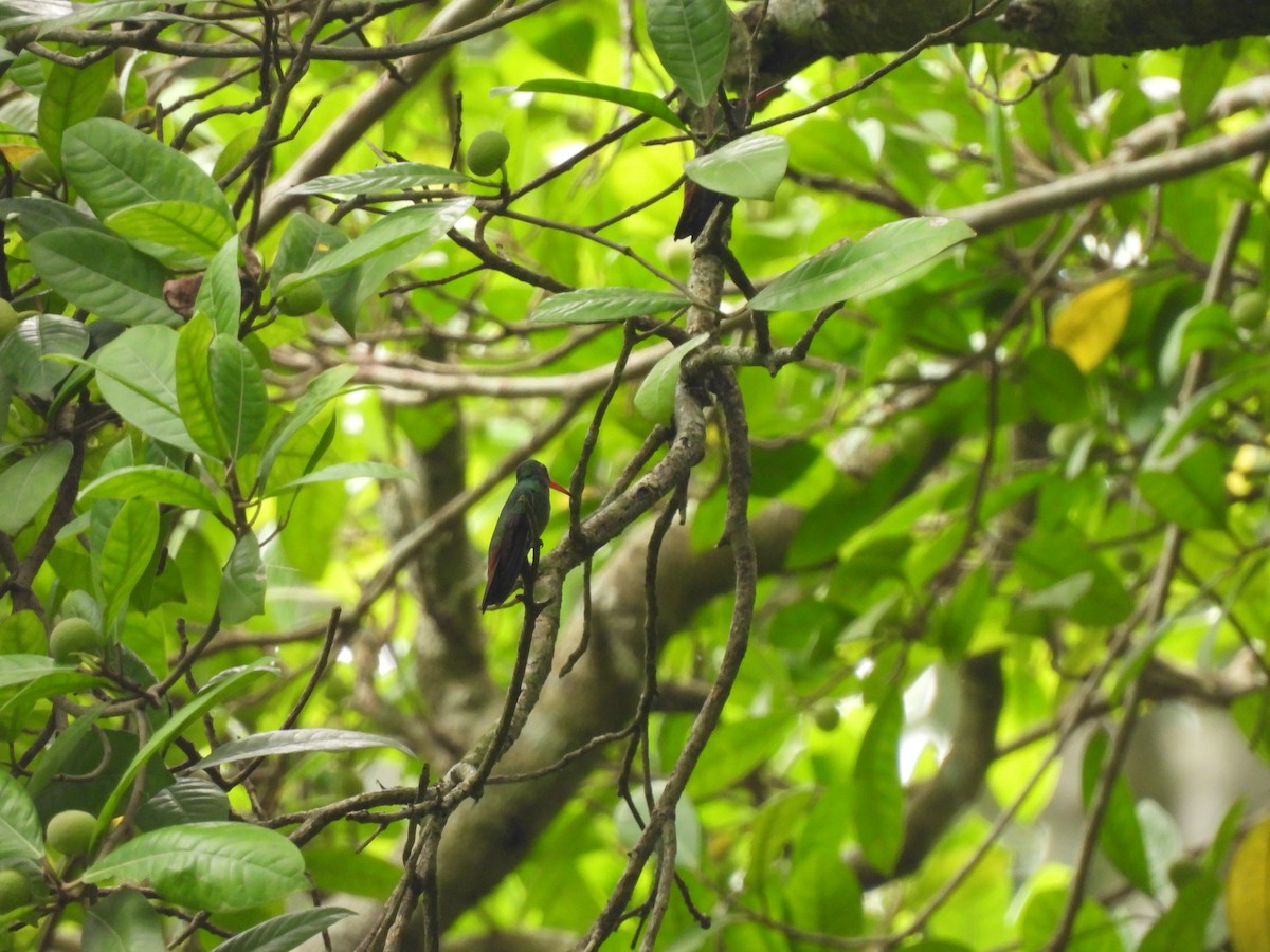 Rufous-tailed Hummingbird - ML638880038