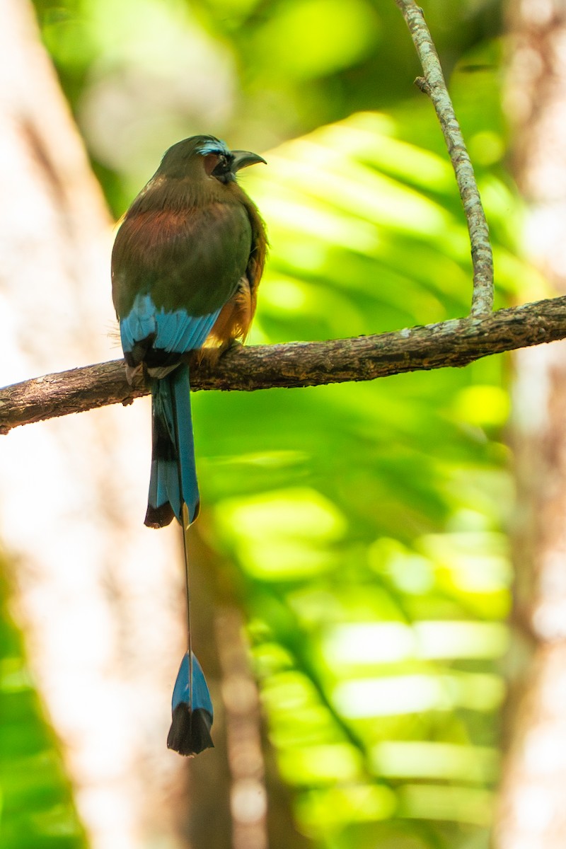 Turquoise-browed Motmot - ML638880039
