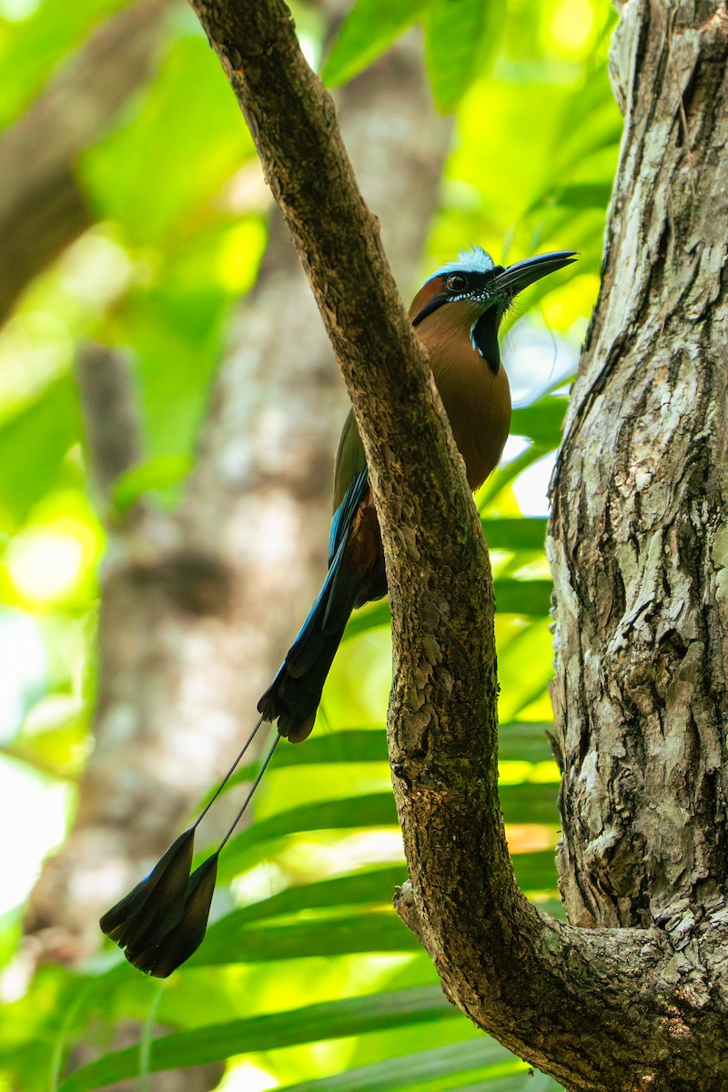Turquoise-browed Motmot - ML638880041